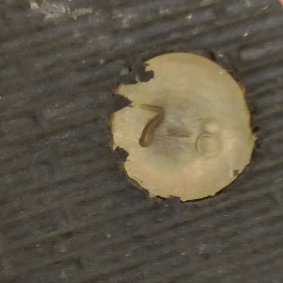 Vera Bradley Bundle 2 Pair floral Flip Flops Women’s 7-8 Sandals - Picture 6 of 7